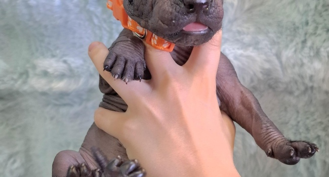 Naked Mexican puppies Xoloitzcuintle