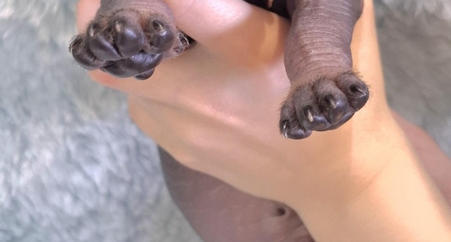 Naked Mexican puppies Xoloitzcuintle