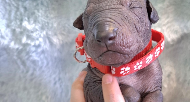 Naked Mexican puppies Xoloitzcuintle