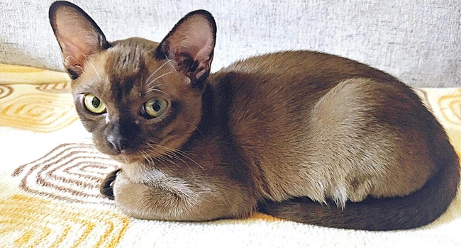 котята породы бурманская европейская.