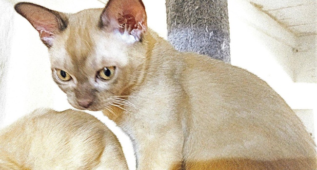 котята породы бурманская европейская.